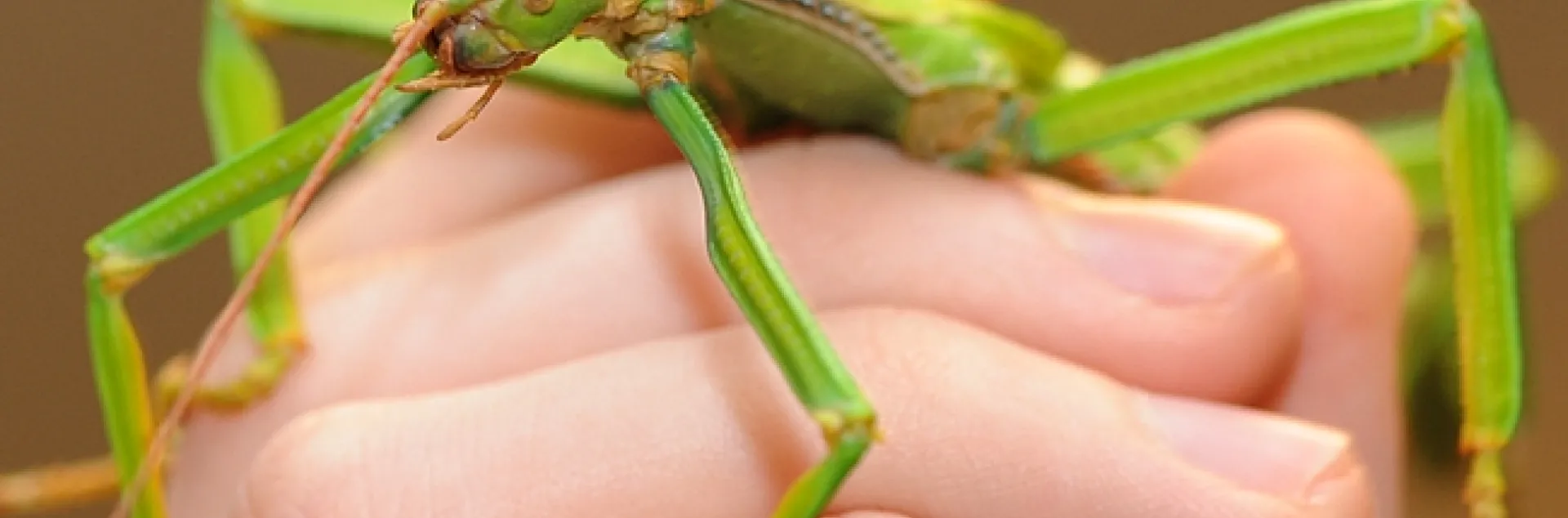 Visitors to the Bohart Museum can hold a walking stick. (Photo by Kathy Keatley Garvey)
