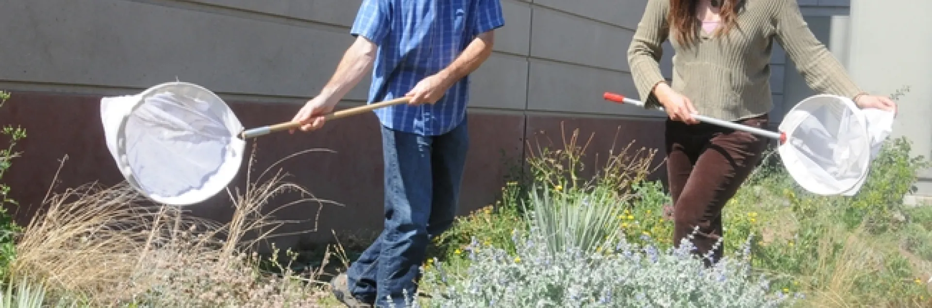Assistant professor Neal Williams and Kimiora Ward, research associate from the Williams lab, collect bees. (Photo by Kathy Keatley Garvey)
