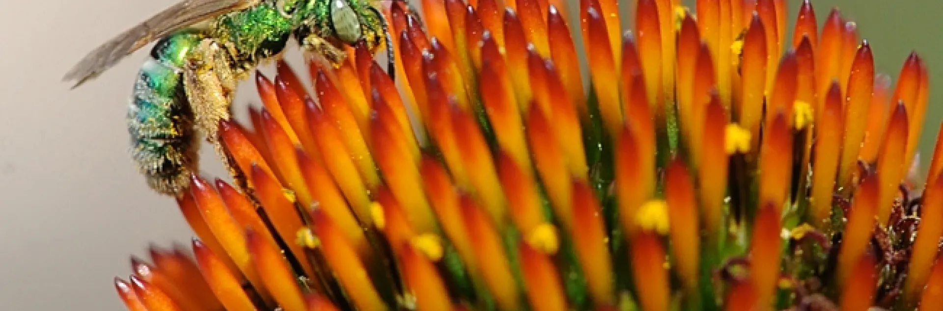 Metallic green sweat bee (Agapostemon texanus) on coneflower. (Photo by Kathy Keatley Garvey)