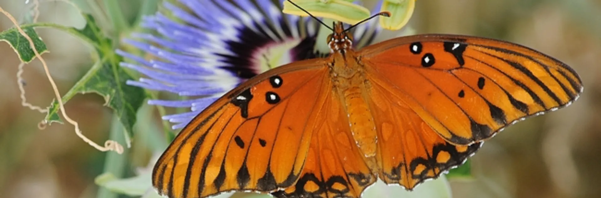 Gulf fritillary nectaring a passionflower vine. (Photo by Kathy Keatley Garvey)