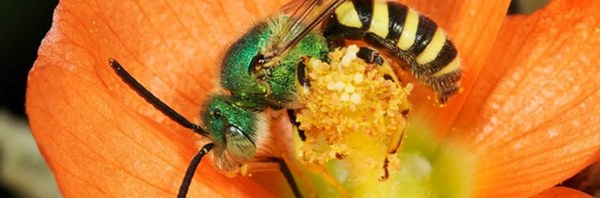 This is one of Rollin Coville's stunning photos of a male green sweat bee, Agapostemon. (Photo by Rollin Coville, used with permission),