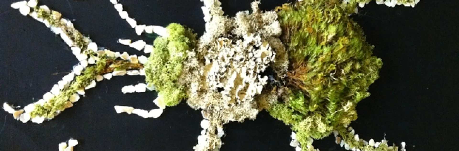 This little critter will be displayed at the Cabinets of Curiosity show on Saturday, Dec. 3 in Davis. (Photo courtesy of Anna Davidson)