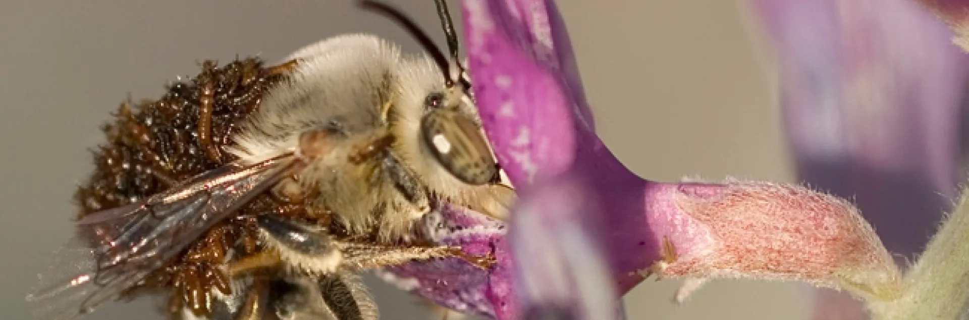 Larvae of a blister beetle, Meloe franciscanus on a digger bee, Habropoda pallida. (Photo by Leslie Saul-Gershenz, used with permission))