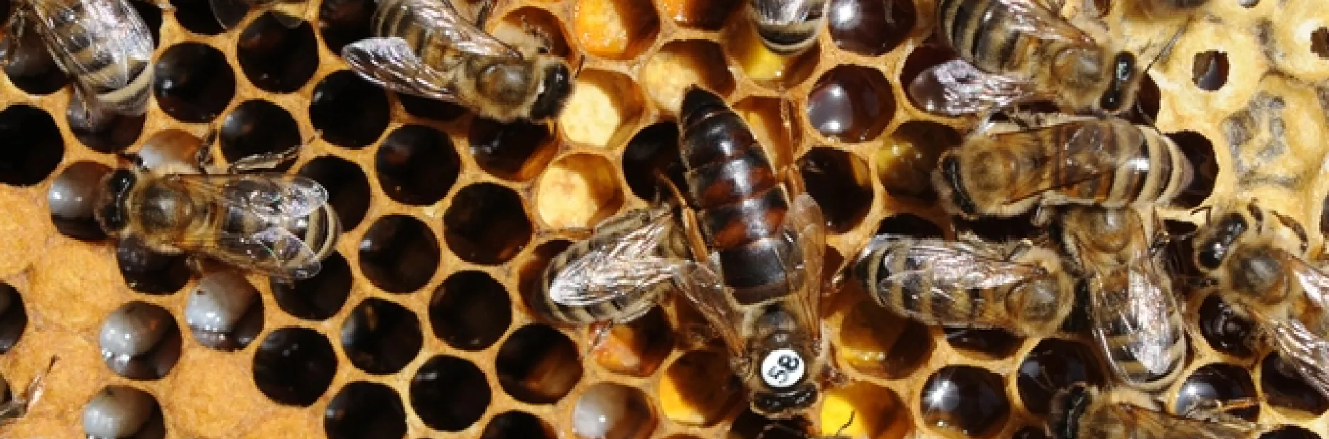 Honey bees working the hive. (Photo by Kathy Keatley Garvey)