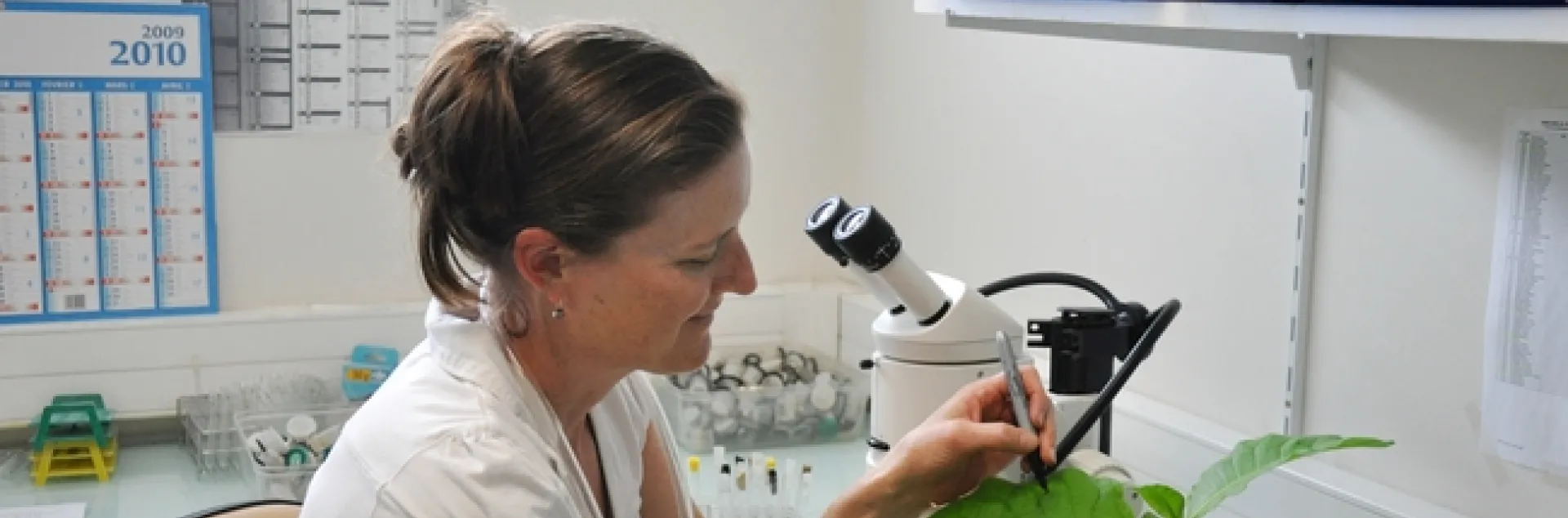 Evolutionary ecologist Ruth Hufbauer, who studies insect-plant interactions, works in her lab at Colorado State University.