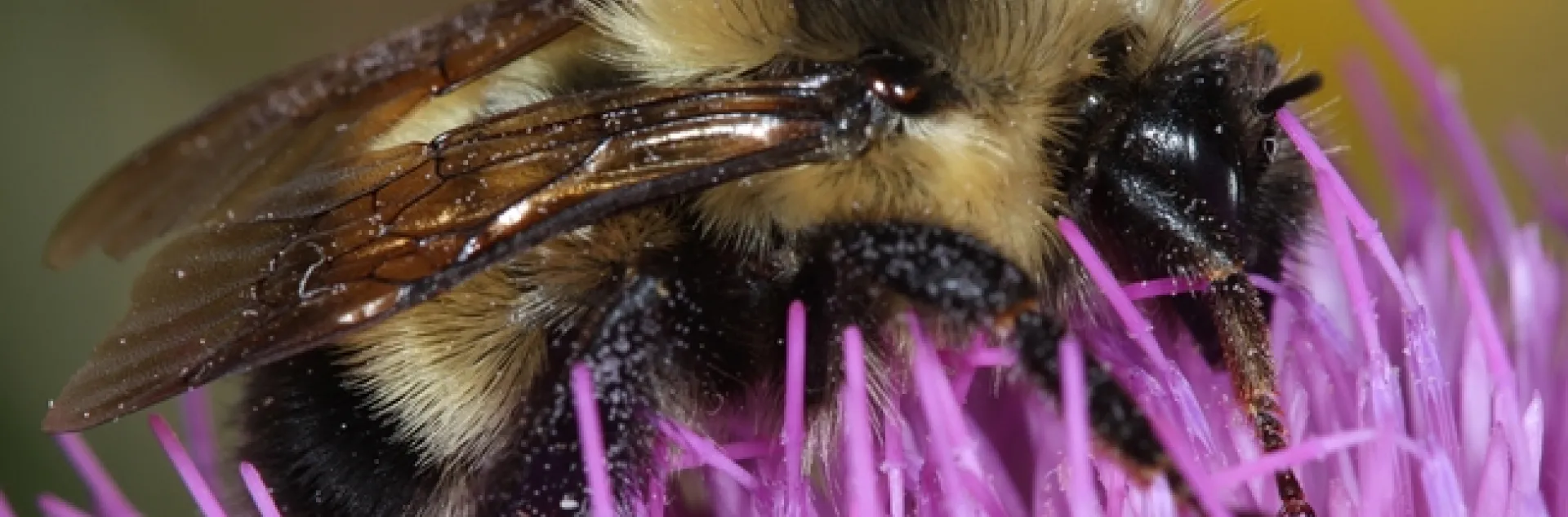 Cockerell’s bumble bee. (Photo by Greg Ballmer, UC Riverside)