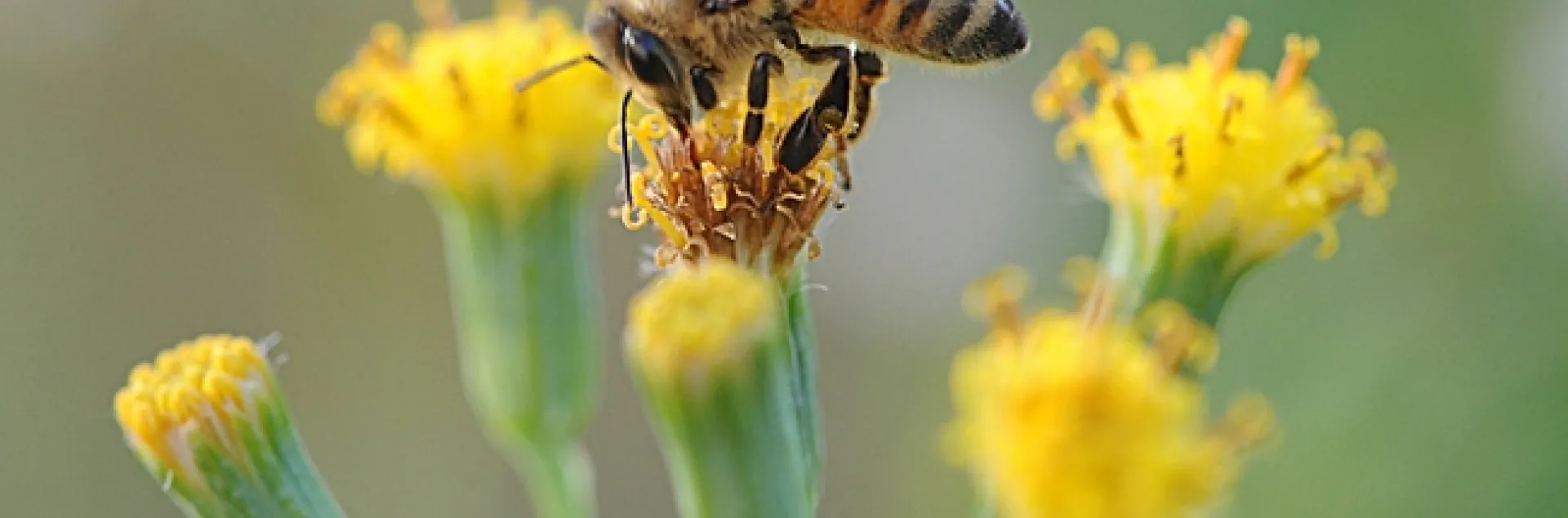 Italian honey bee on Senecio from the Asteraceae or daisy family. (Photo by Kathy Keatley Garvey)