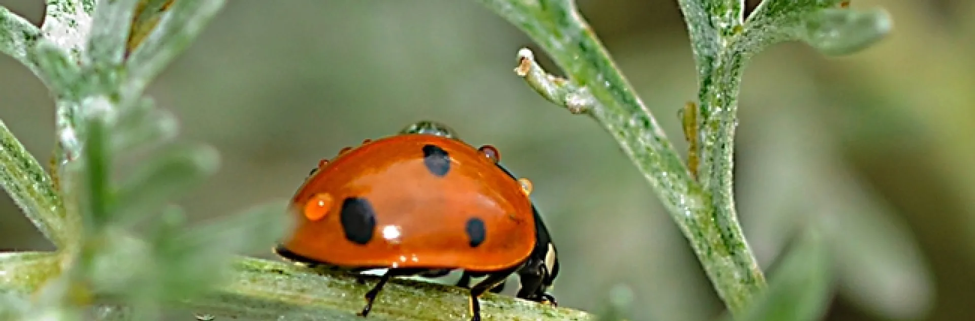 A ladybug in the winter. (Photo by Kathy Keatley Garvey)