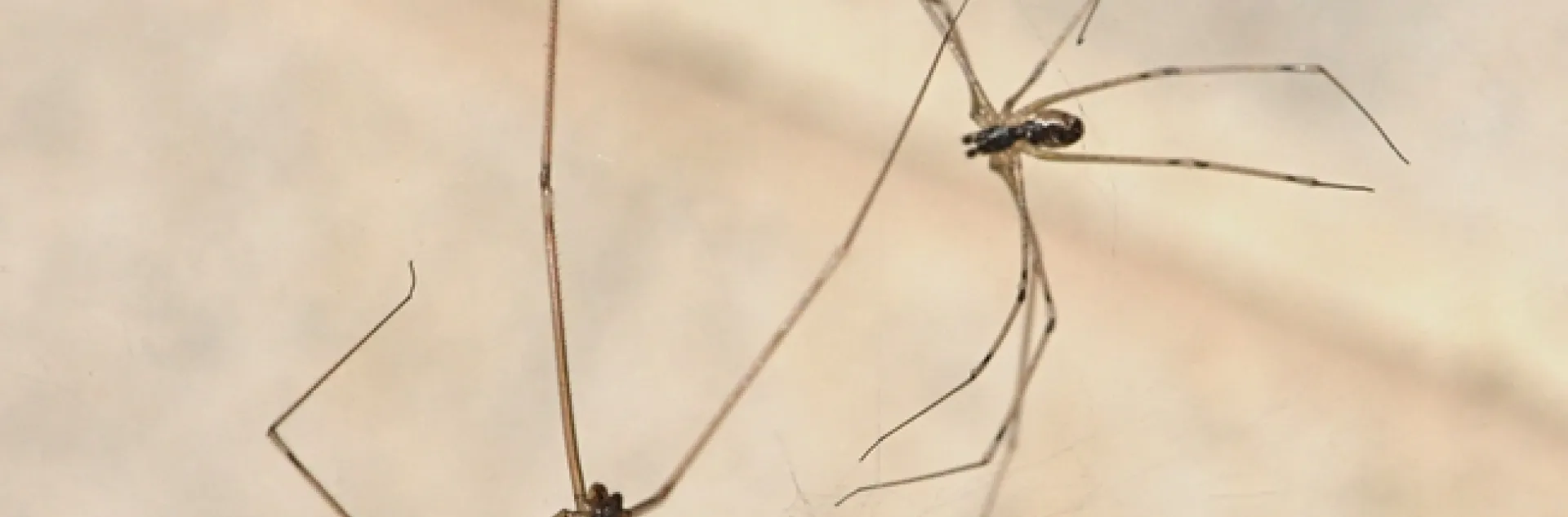 Two cellar spiders work together to capture a Tachinid fly in their web. (Photo by Kathy Keatley Garvey)