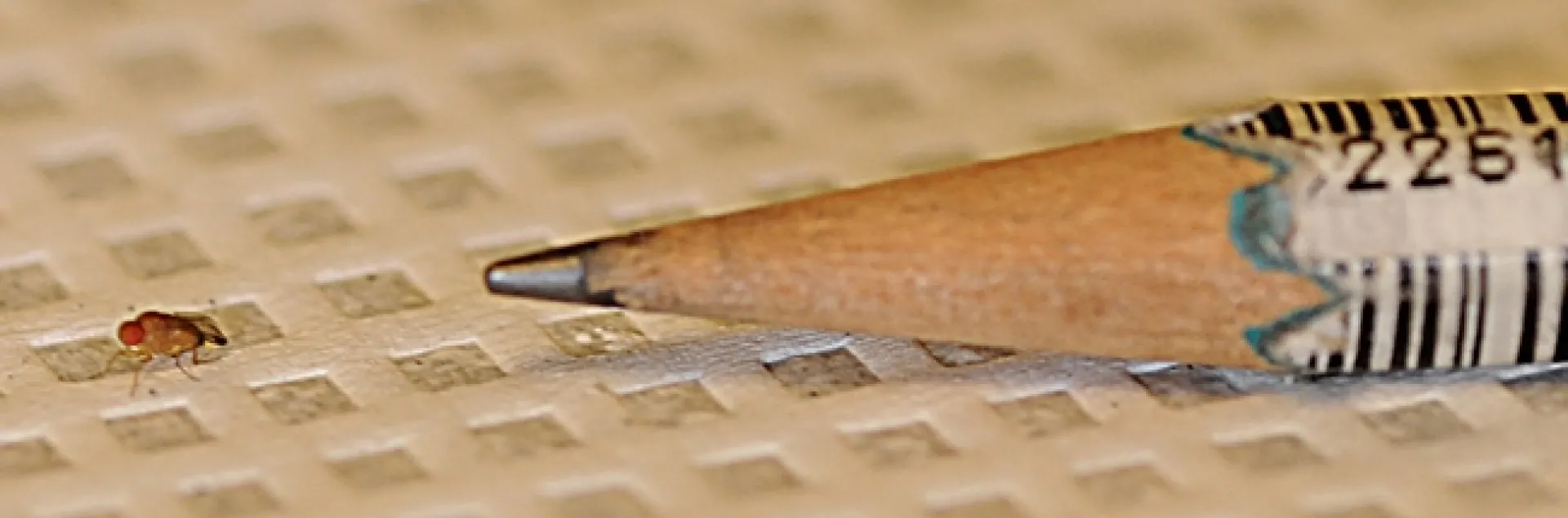 Immune system of the tiny Drosophila plays a big role in host defense. (Photo by Kathy Keatley Garvey)