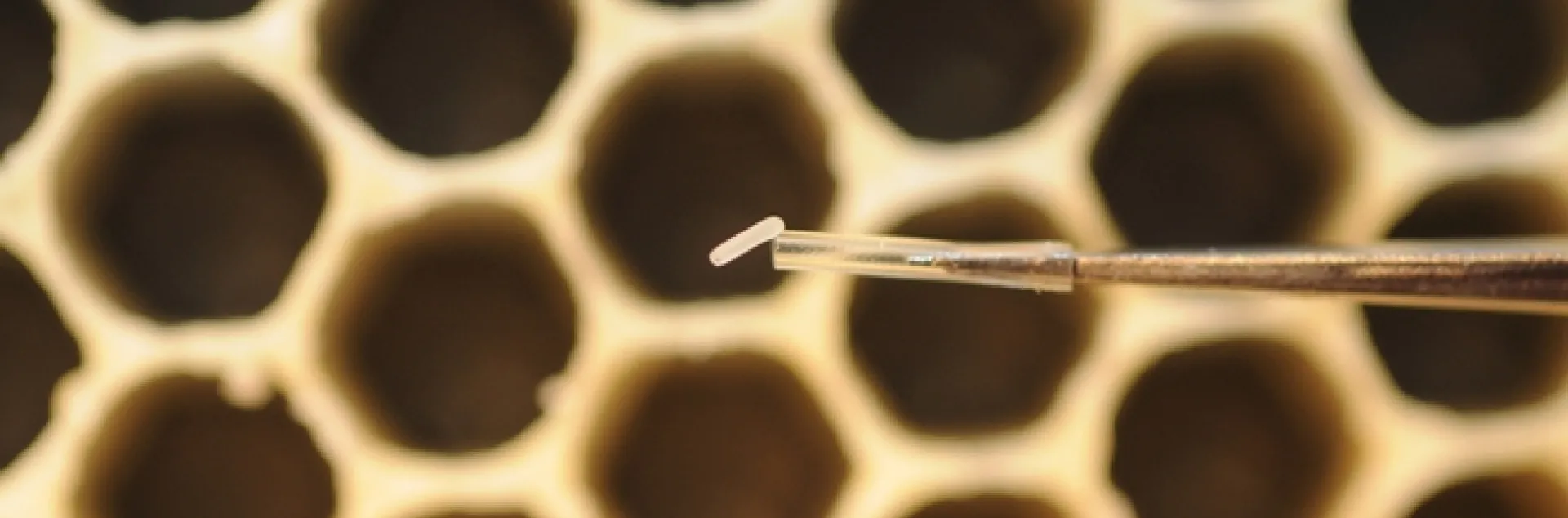 The tiny egg of a future honey bee weighs about 0.1 mg. (Photo by Kathy Keatley Garvey)