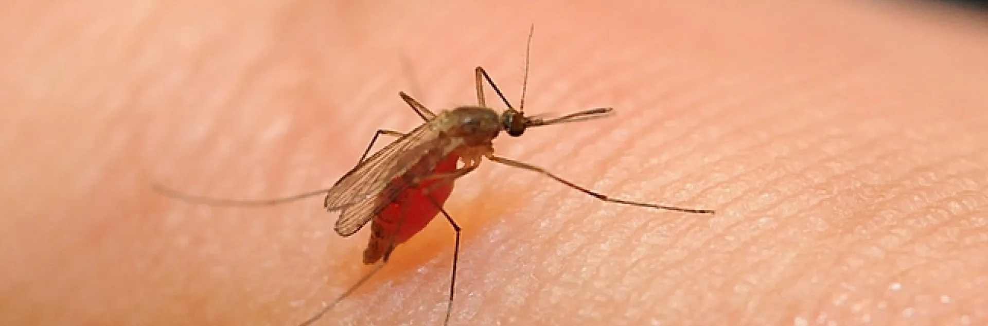 Culex quinquefasciatus, which can transmit West Nile virus. (Photo by Kathy Keatley Garvey)