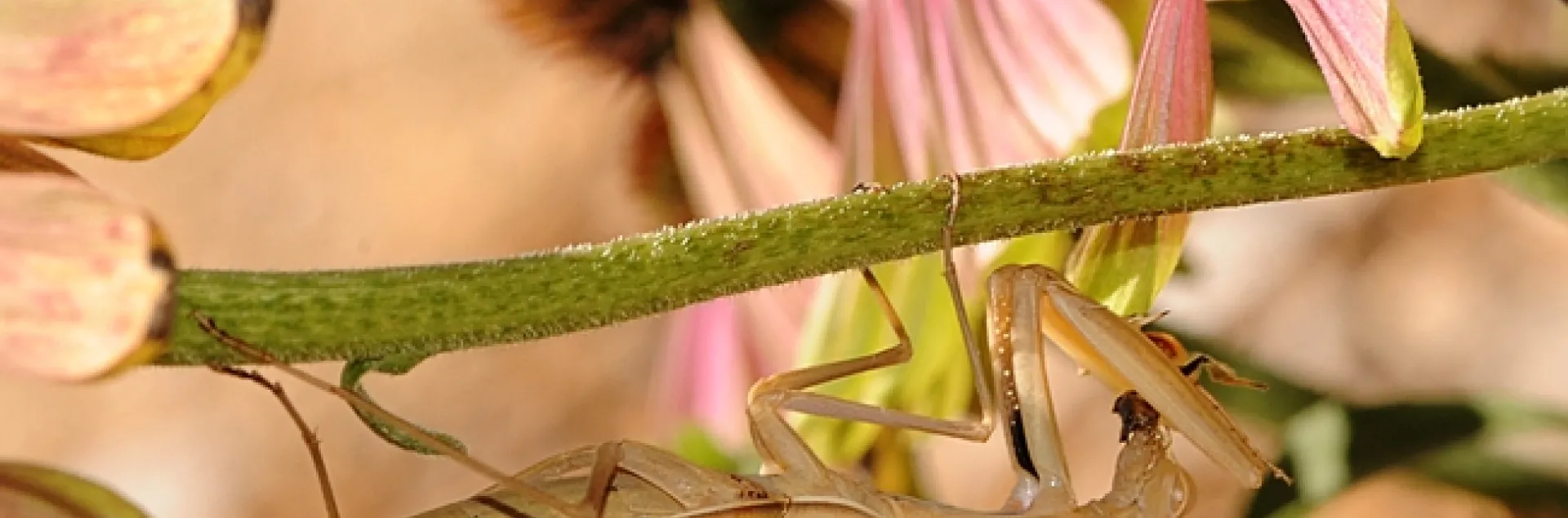 Camouflaged praying mantis having lunch. (Photo by Kathy Keatley Garvey)