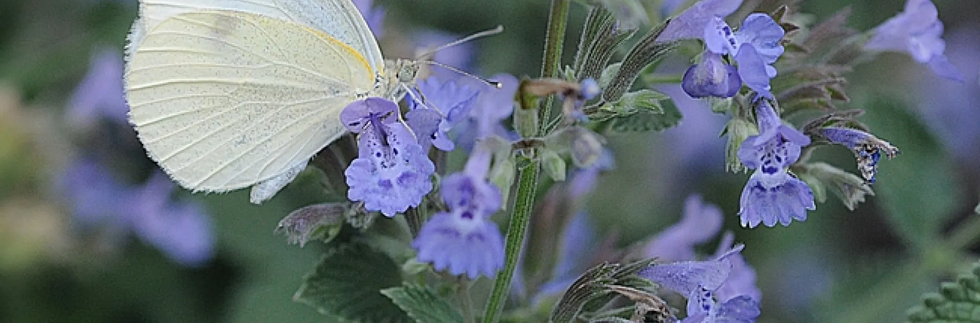 Cabbage white butterfly (Pieris rapae) on catmint. (Photo by Kathy Keatley Garvey)