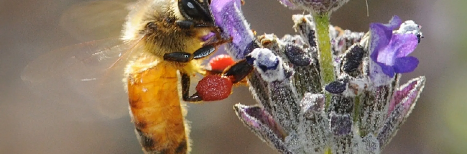 Pollen packin' honey bee (red pollen from rockpurslane) nectaring on lavender. (Photo by Kathy Keatley Garvey)