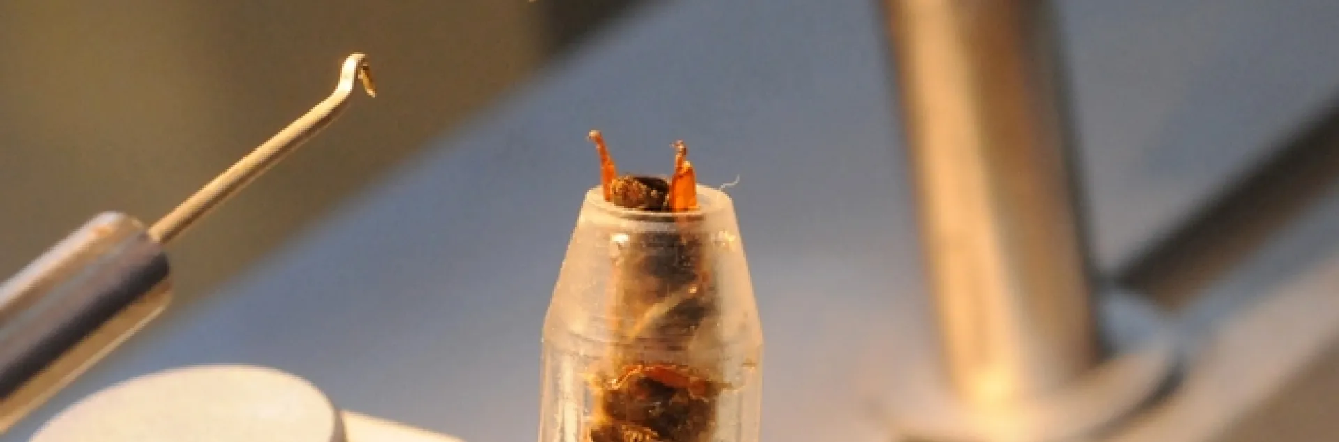 Queen bee insemination, perfected by bee breeder-geneticist Susan Cobey of UC Davis and Washington State University, can help aid the troubled bee industry. (Photo by Kathy Keatley Garvey)