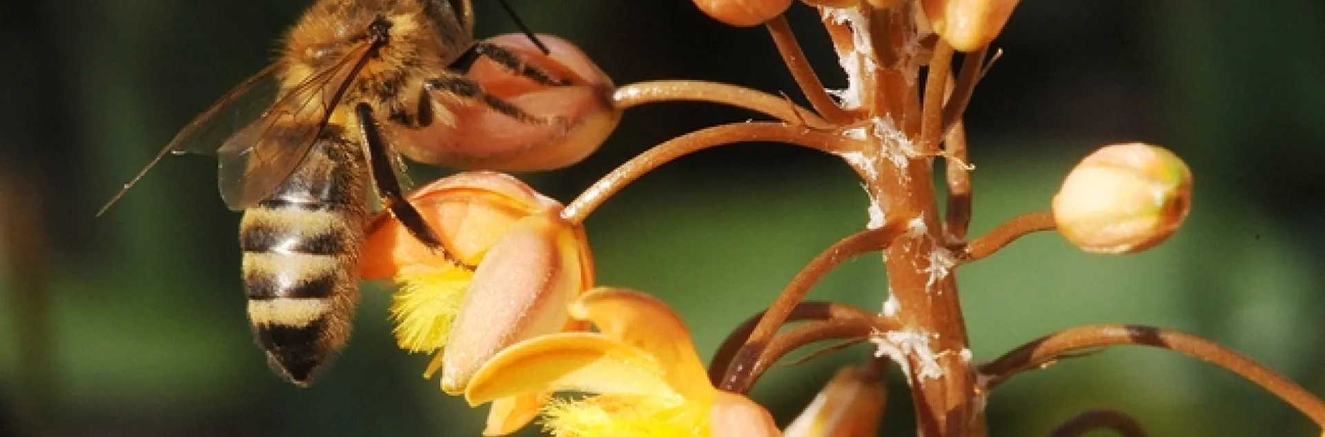 Honey bee takes a liking to a bulbine in mid-December in the Haagen-Dazs Honey Bee Haven. (Photo by Kathy Keatley Garvey)