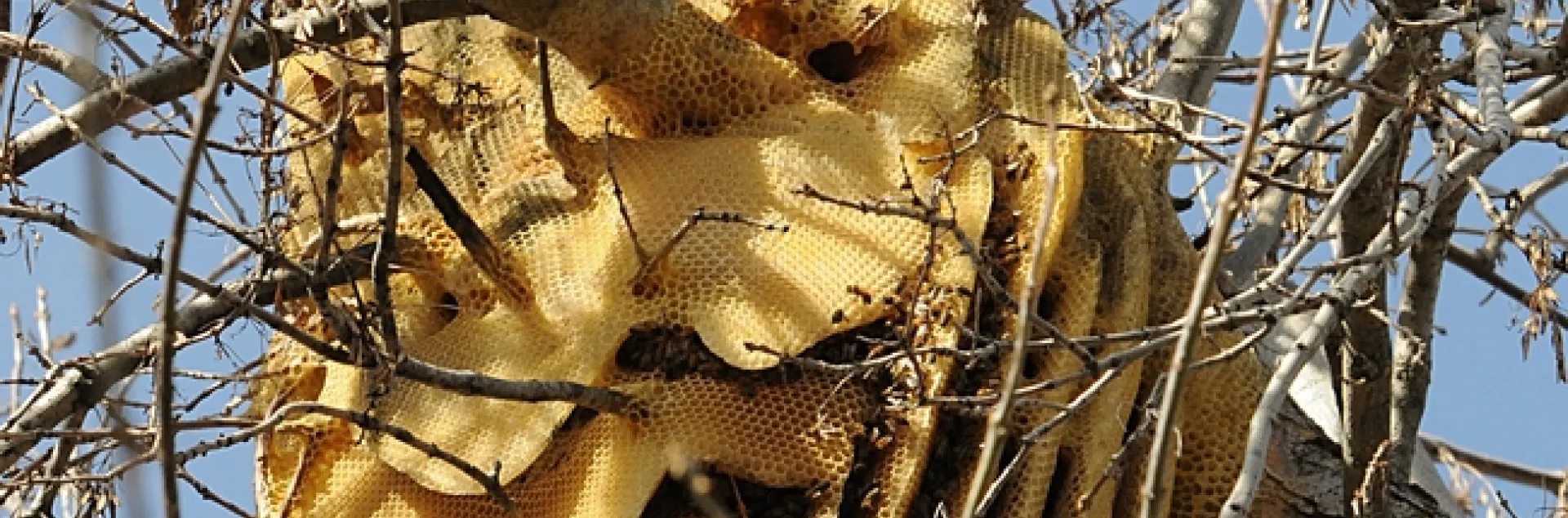 Feral honey bee colony in a Modesto ash tree in Vacaville is still going strong. On Sunday, it will enter its third year of existence. (Photo by Kathy Keatley Garvey)