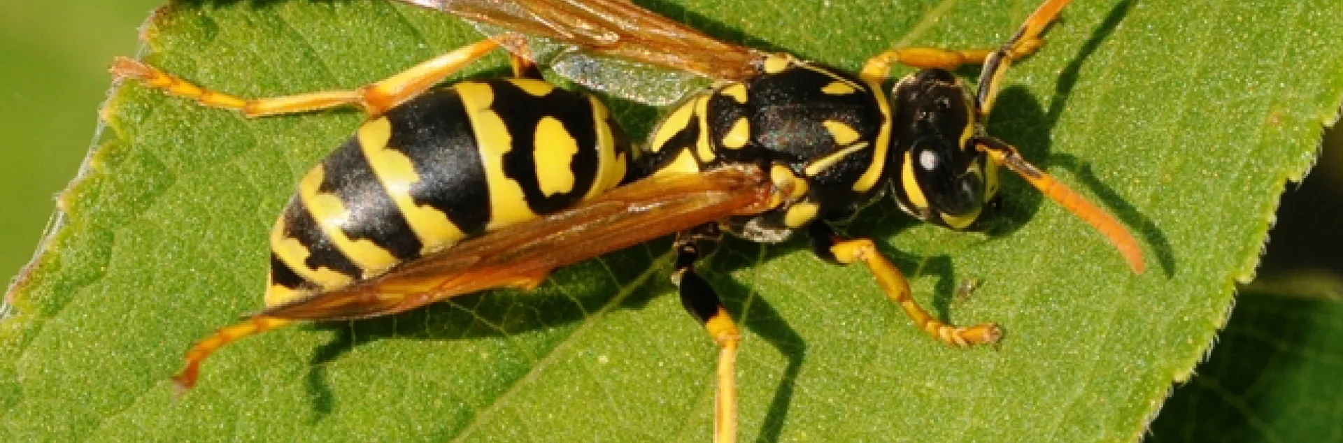European paper wasp (Polistes dominulus. (Photo by Kathy Keatley Garvey)
