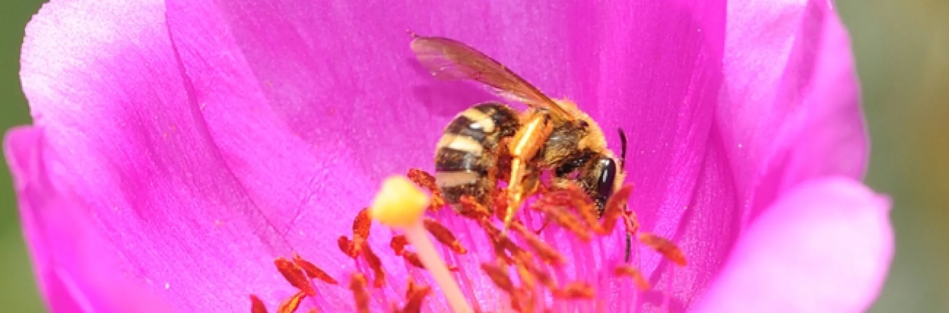 Female sweat bee in the genus Lasioglossum, on a rock purslane. (Photo by Kathy Keatley Garvey)