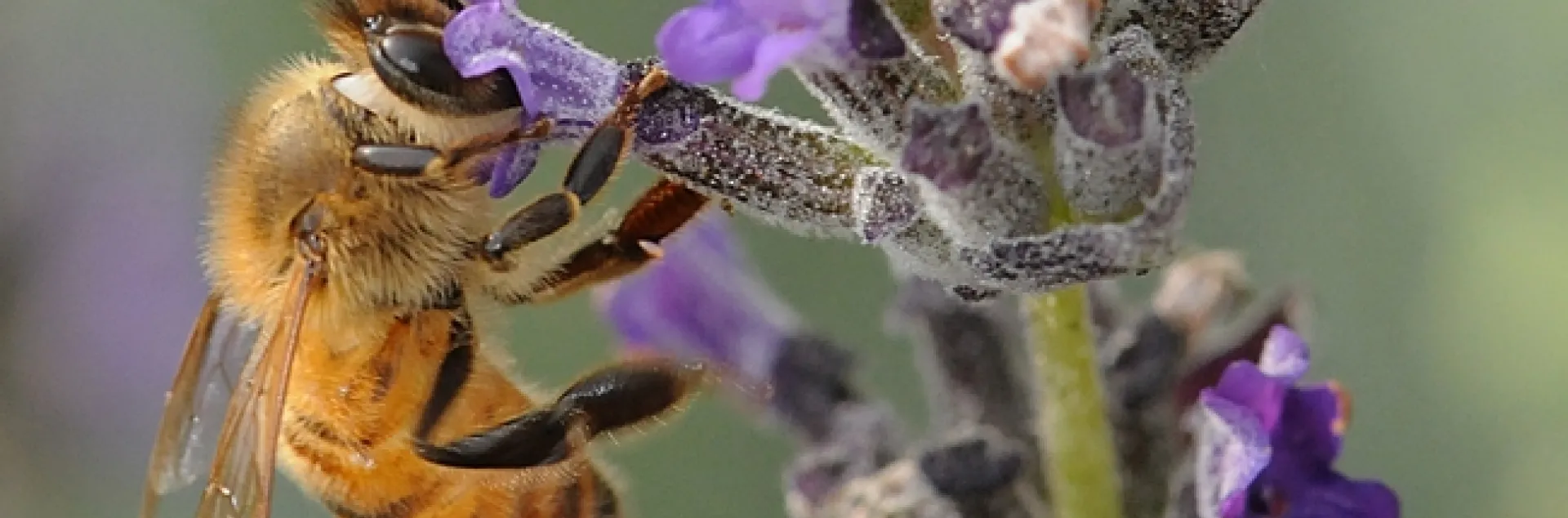 Honey bee foraging on lavender. (Photo by Kathy Keatley Garvey)