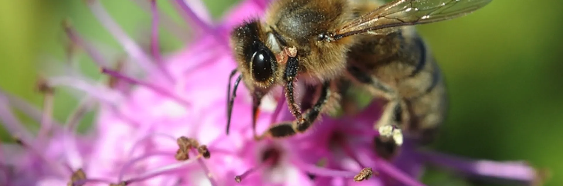 Honey bee foraging on hebe. (Photo by Kathy Keatley Garvey)