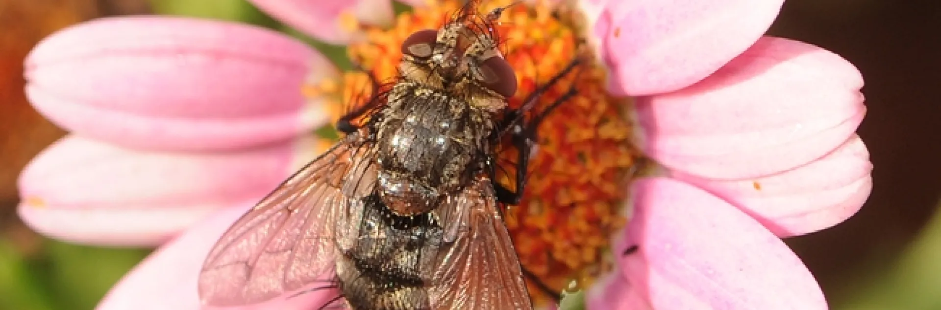 Tachinid fly "in the pink." (Photo by Kathy Keatley Garvey)