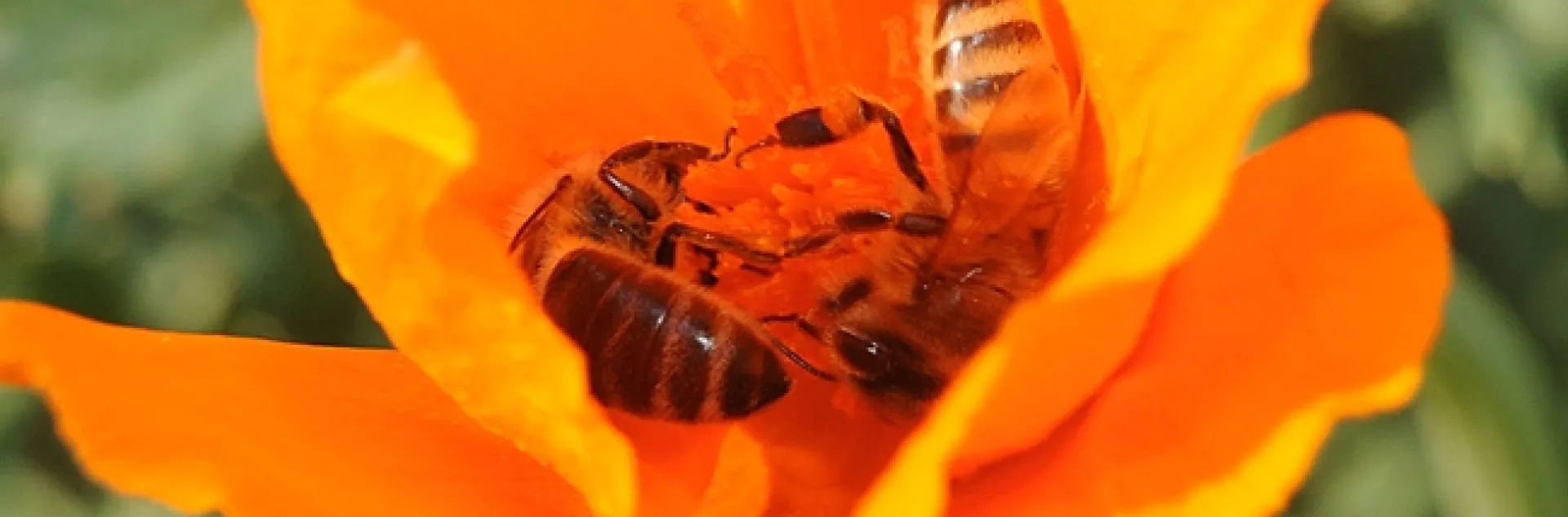 Two honey bees sharing a California poppy on Garrod Drive, UC Davis. (Photo by Kathy Keatley Garvey)