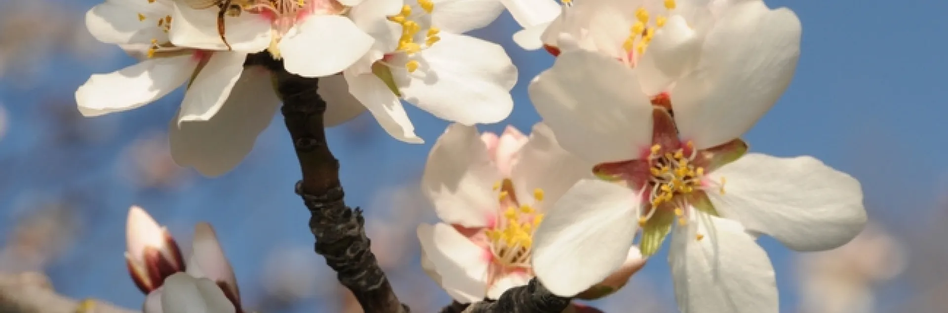 Honey bee pollinating an almond blossom in the spring of 2011. (Photo by Kathy Keatley Garvey)