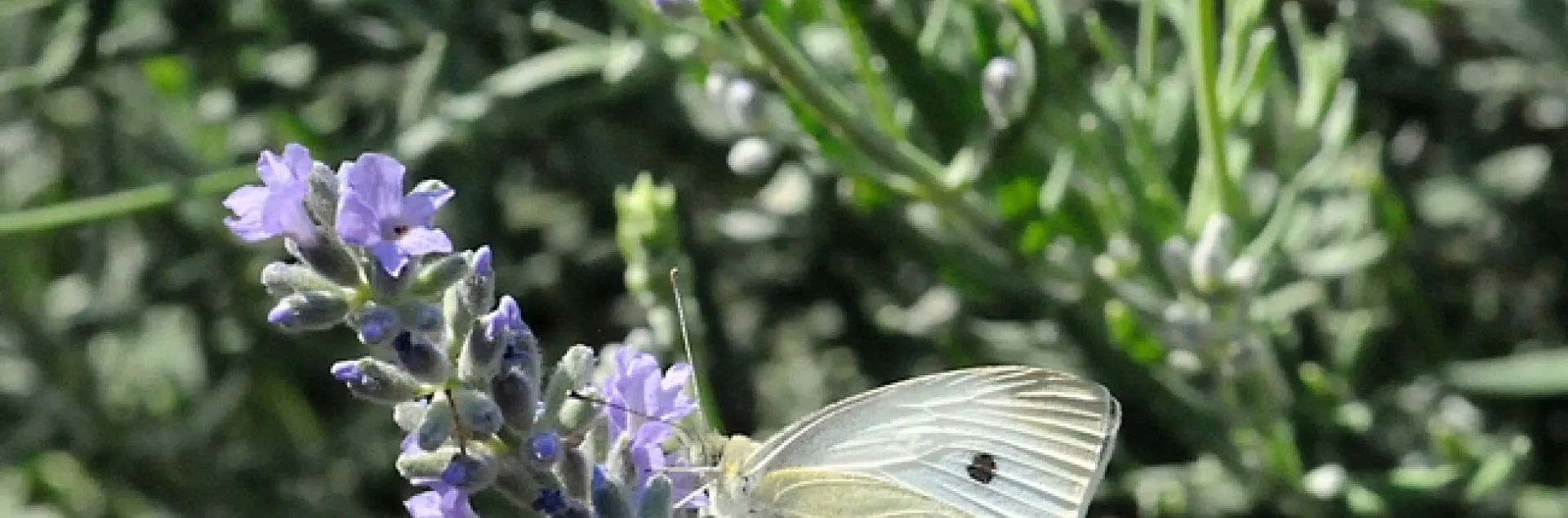 Two cabbage whites (Pieris rapae) on catmint in Vacaville, Calif., on Sept. 7, 2008. (Photo by Kathy Keatley Garvey)