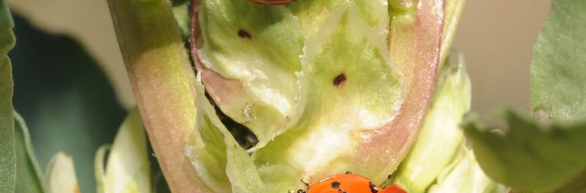 Ladybugs in the fava beans at the Haagen-Dazs Honey Bee Haven. (Photo by Kathy Keatley Garvey)