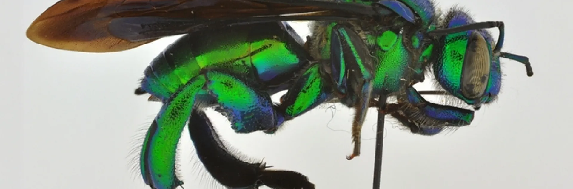 This is a parasitic orchid bee, Exaerete kimseyae, named for Lynn Kimsey.