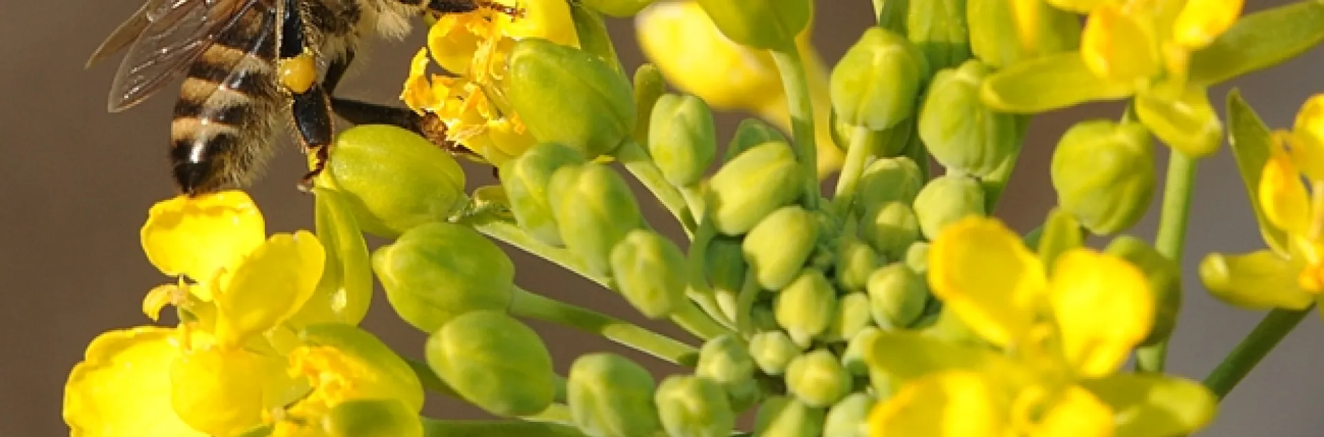 Honey bee foraging on a blooming bok choy. (Photo by Kathy Keatley Garvey)