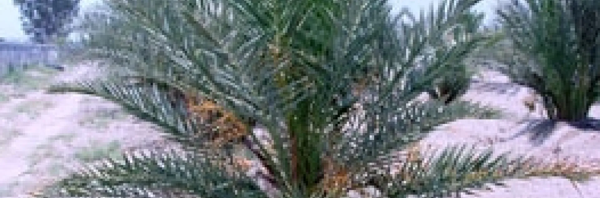 Young ‘Medjool’ palm grown in the Coachella Valley.