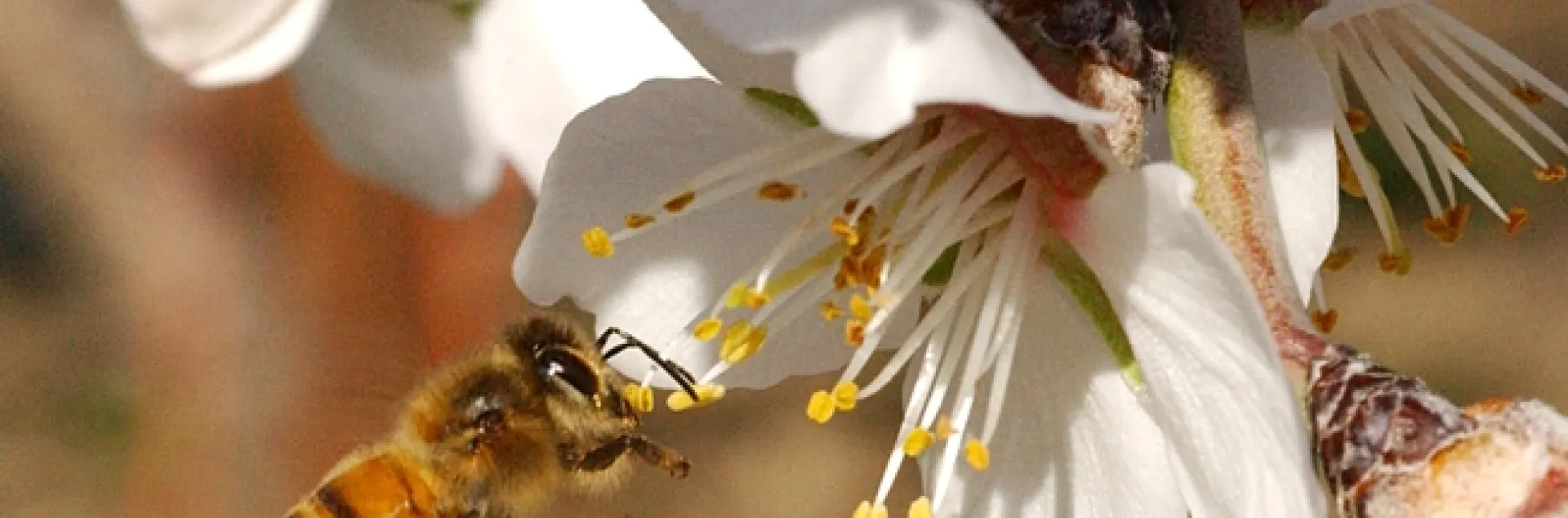 Honey bee heading toward almond blossoms. (Photo by Kathy Keatley Garvey)