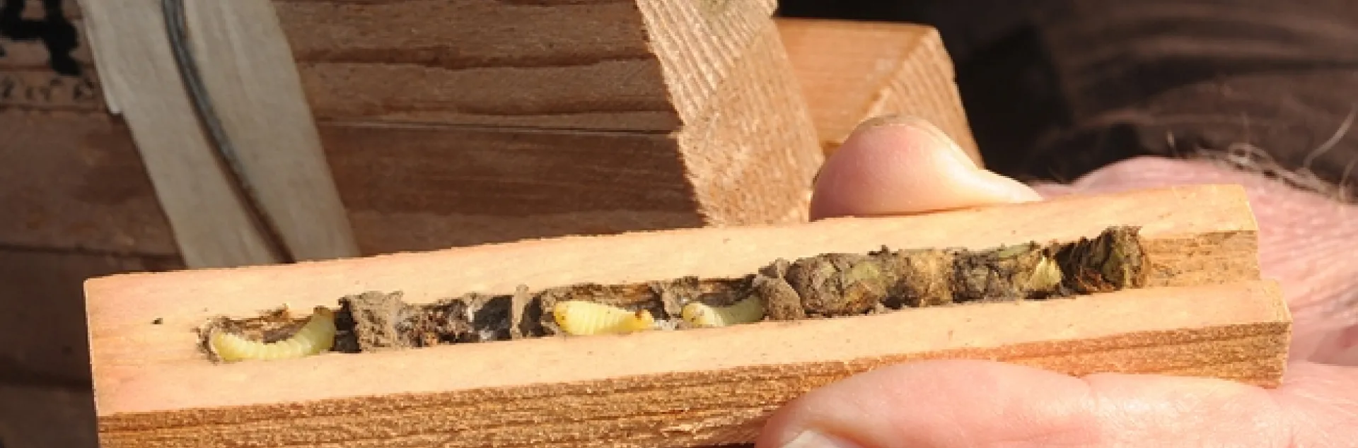 Bee condo for leafcutting bees includes the offspring (left) of a solitary mason wasp. (Photo by Kathy Keatley Garvey)