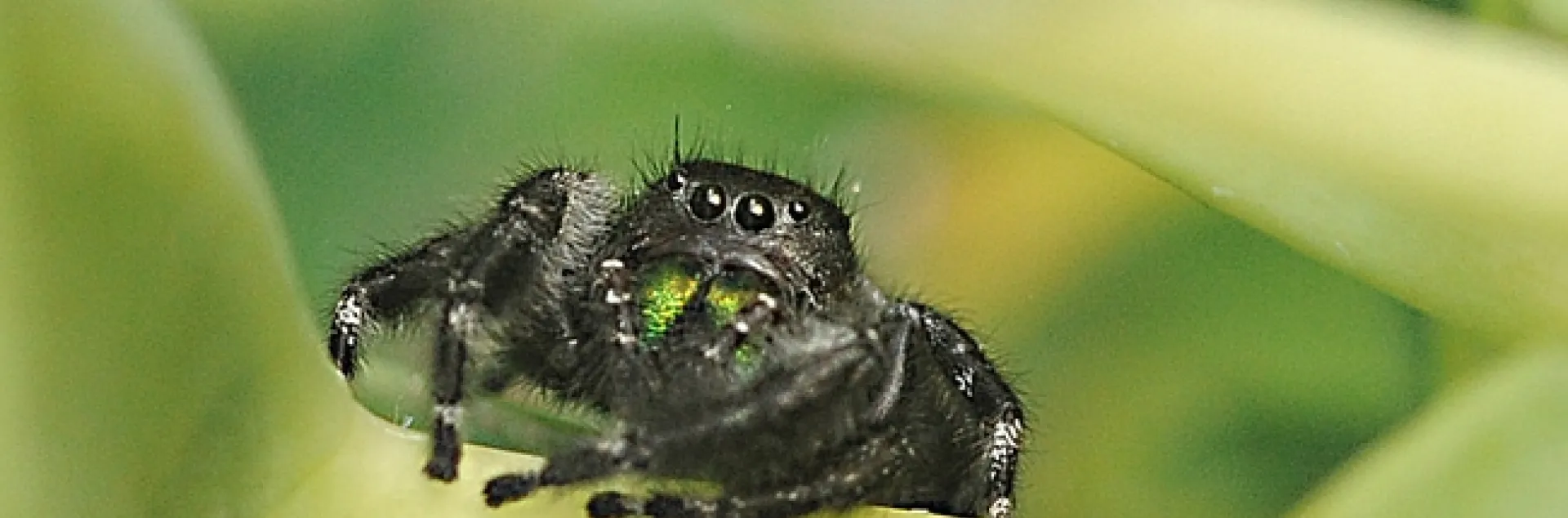 A jumping spider, probably Phidippus johnsoni, eyes the photographer. (Photo by Kathy Keatley Garvey)