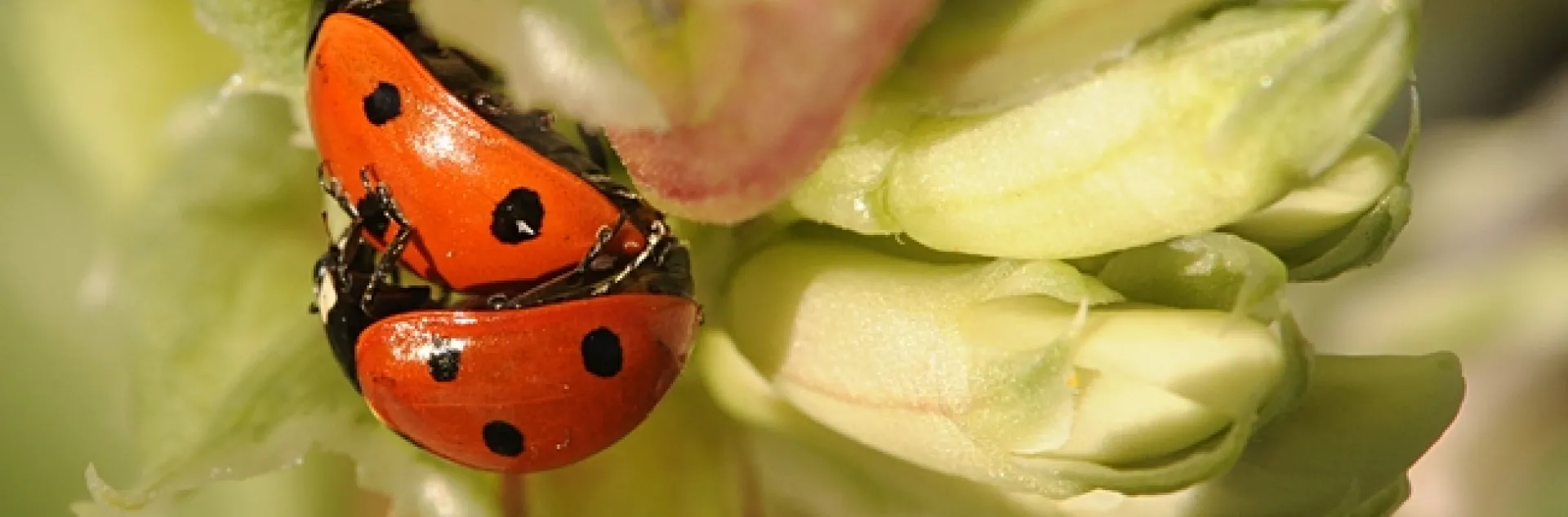 Ladybugs, aka lady beetles, in fava beans. (Photo by Kathy Keatley Garvey)