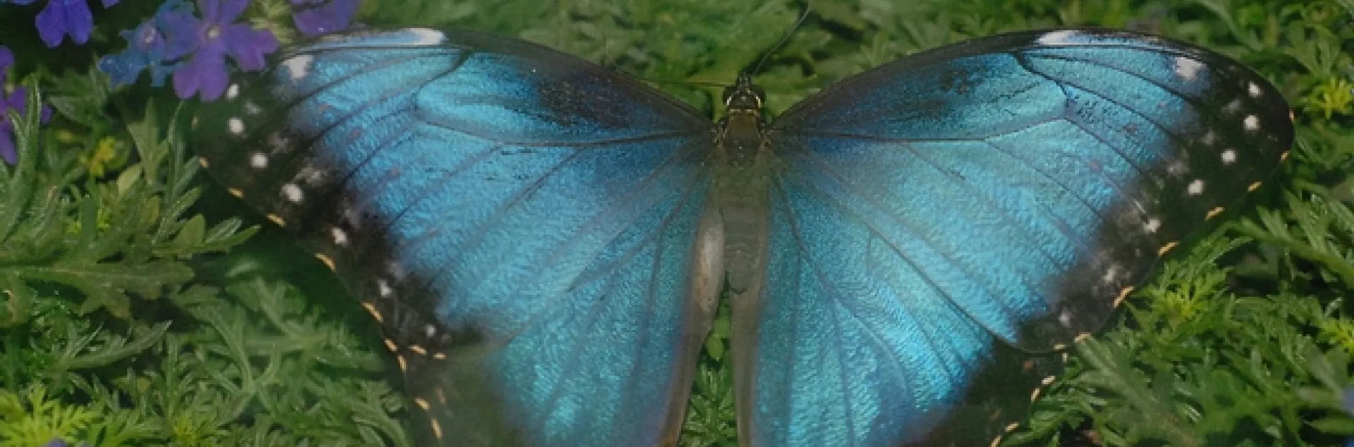 Morpho butterfly, a genus that Phil DeVries studies. (Photo by Kathy Keatley Garvey)