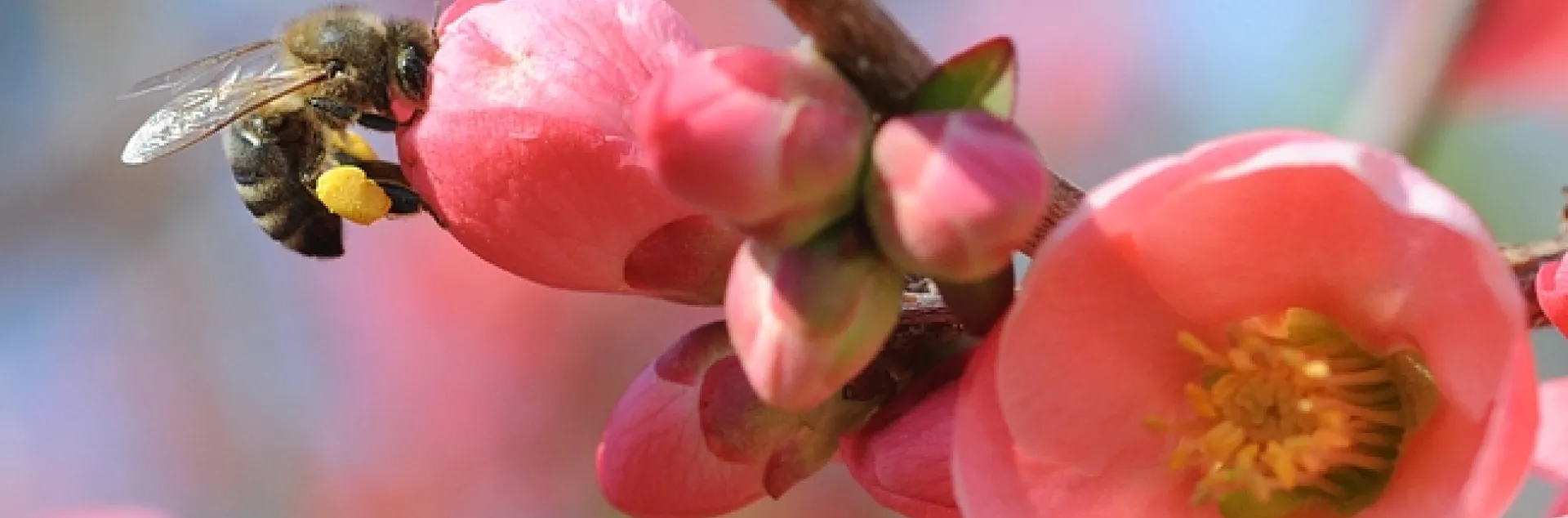 Honey bee visiting flowering quince. (Photo by Kathy Keatley Garvey)
