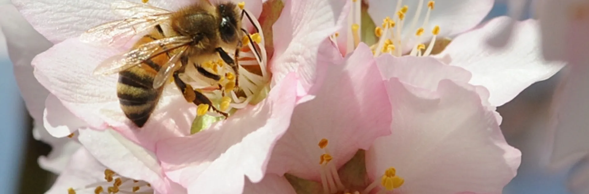 Honey bee pollinating almonds in Vacaville. (Photo by Kathy Keatley Garvey)