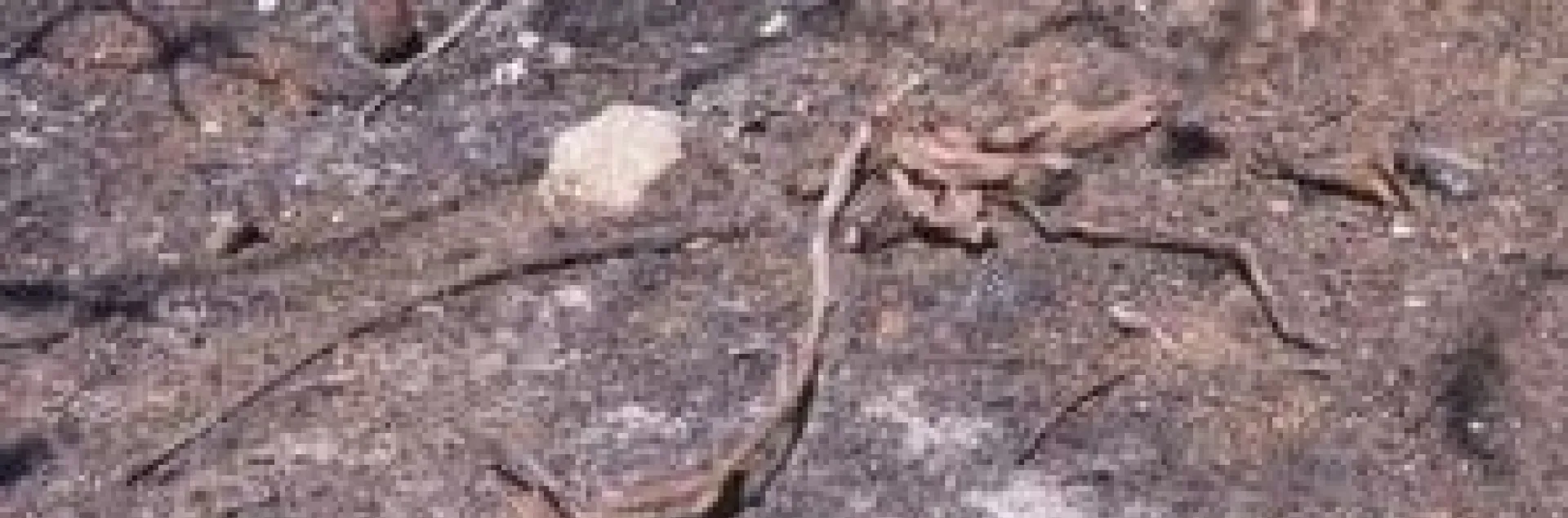 Replant or Sucker-Graft?