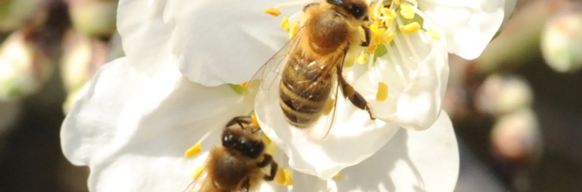 Honey bees foraging in almonds on the grounds of the Laidlaw facility. (Photo by Kathy Keatley Garvey)