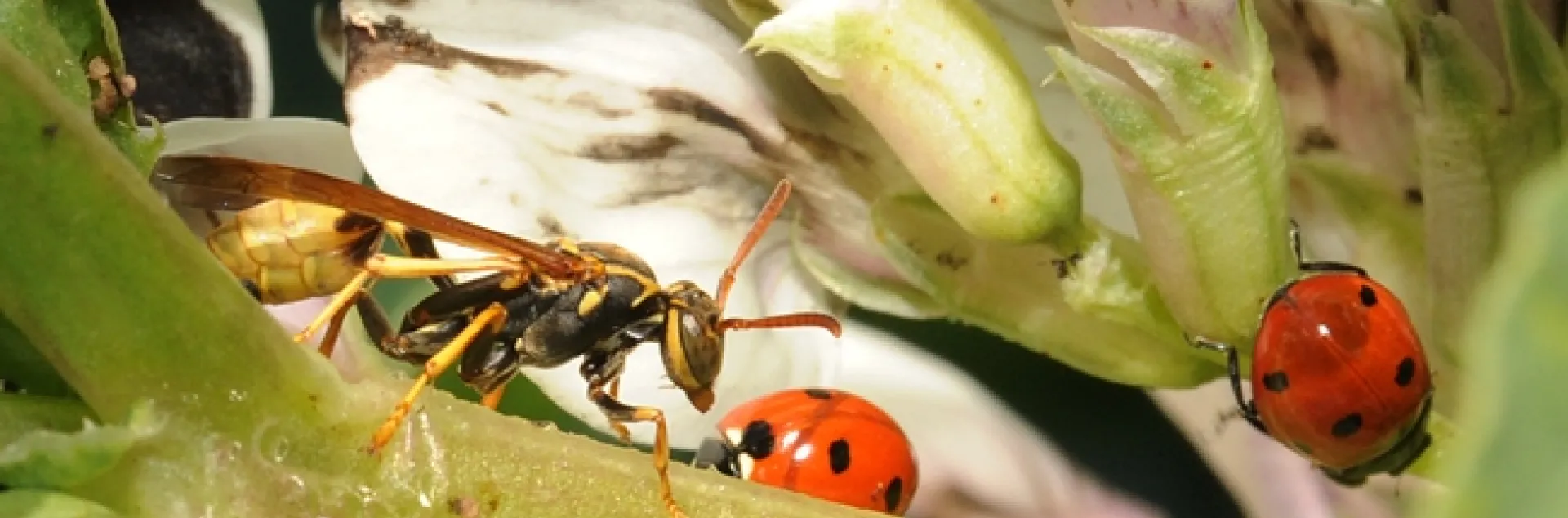 Paper wasp from the genus Mischocyttarus, goes head to head with a ladybug. (Photo by Kathy Keatley Garvey)