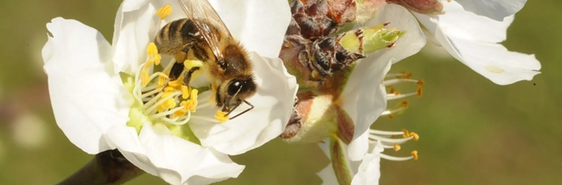 Honey bee foraging on almond blossoms on Valentine's Day. (Photo by Kathy Keatley Garvey)