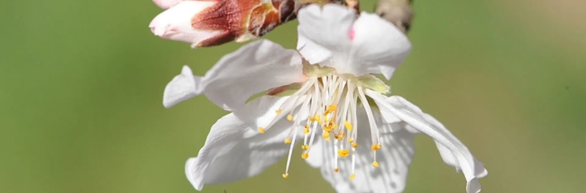 Honey bee heading for an almond blossom on Bee Biology Road at UC Davis. (Photo by Kathy Keatley Garvey)