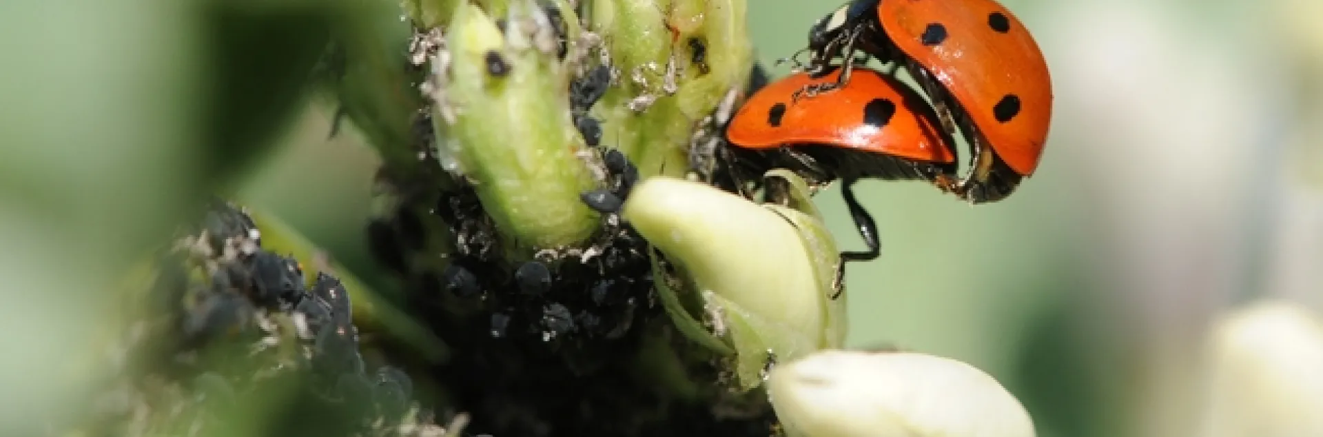 Ladybugs in the fava beans at the Haagen-Dazs Honey Bee Haven, UC Davis. (Photo by Kathy Keatley Garvey)