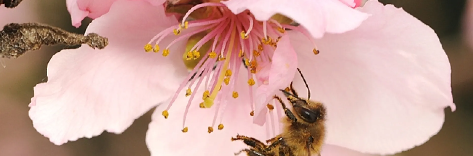Honey bee on nectarine blossom on Presidents' Day. (Photo by Kathy Keatley Garvey)