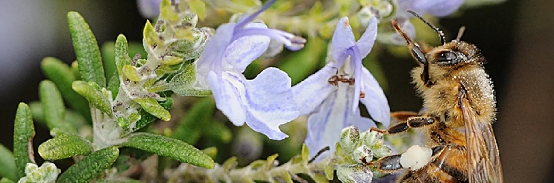 Honey bee foraging on rosemary. (Photo by Kathy Keatley Garvey)