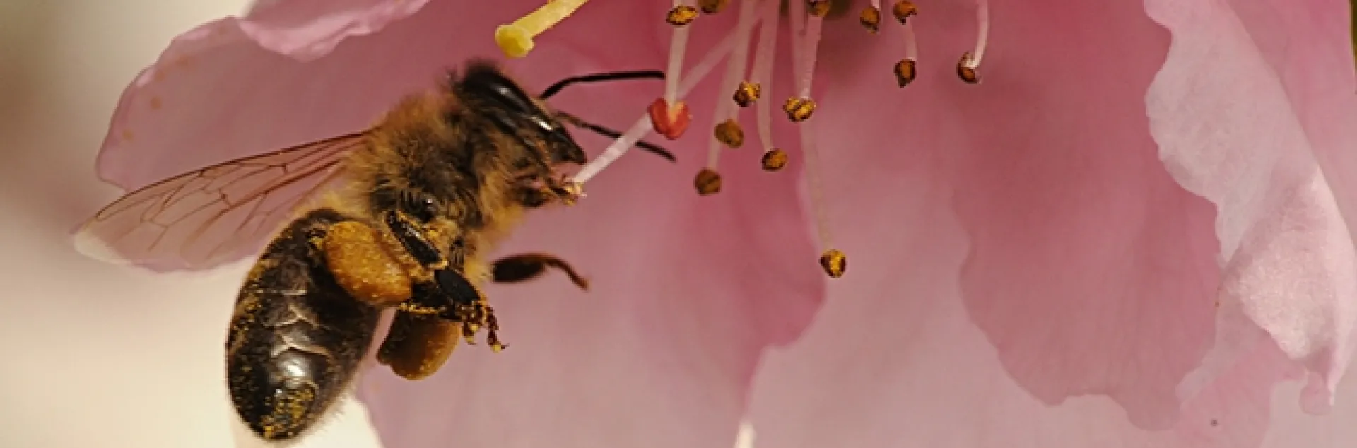 Honey bee packing pollen while foraging on a nectarine blossom. (Photo by Kathy Keatley Garvey